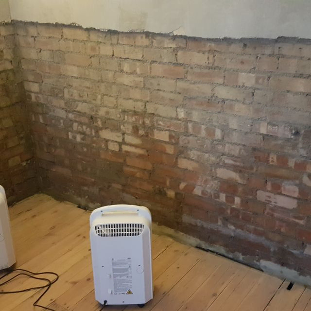 pic of rising damp